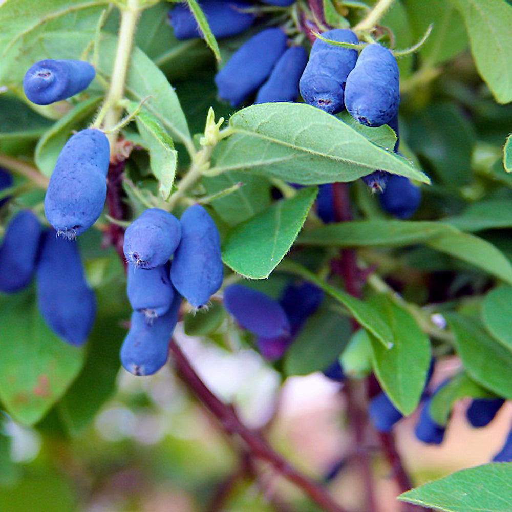 Haskap Honeyberry - 2‑Variety Combo