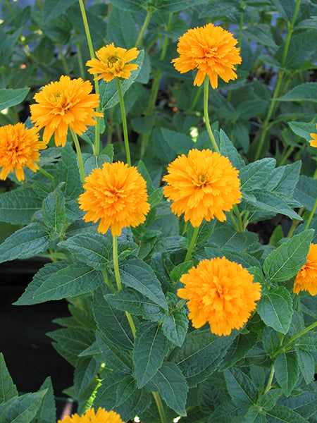 False Sunflower - Asahi, 1 Pack