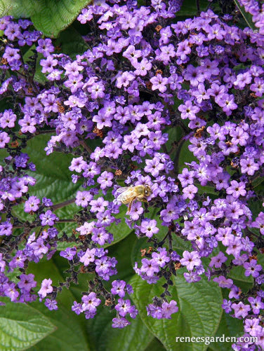 Heliotrope Deep Marine - Renee's Garden