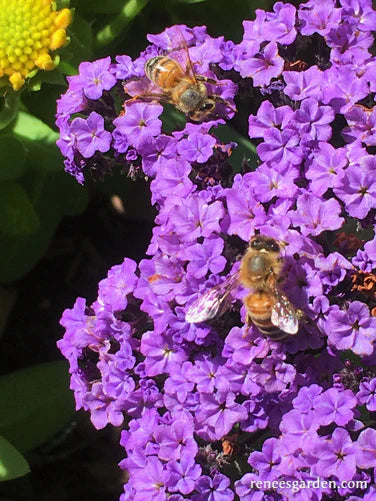 Heliotrope Deep Marine - Renee's Garden