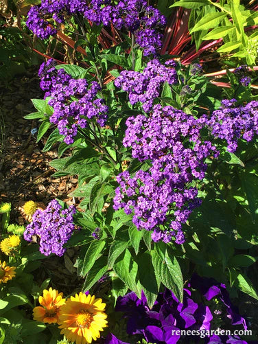 Heliotrope Deep Marine - Renee's Garden
