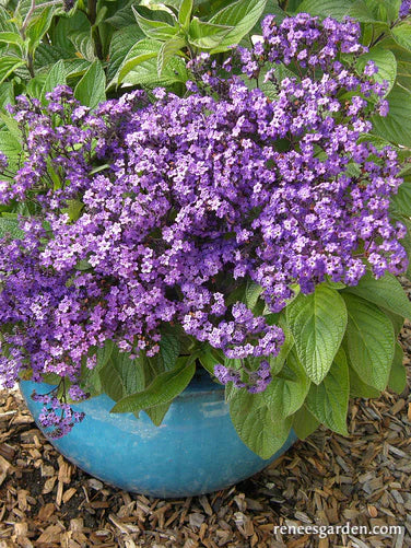 Heliotrope Deep Marine - Renee's Garden