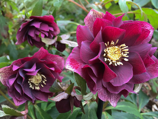 Hellebore - Double Ellen Red, 1 Pack