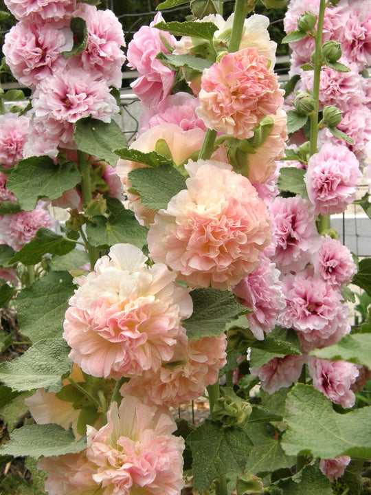Hollyhock Apricot-Peach Parfait - Renee's Garden