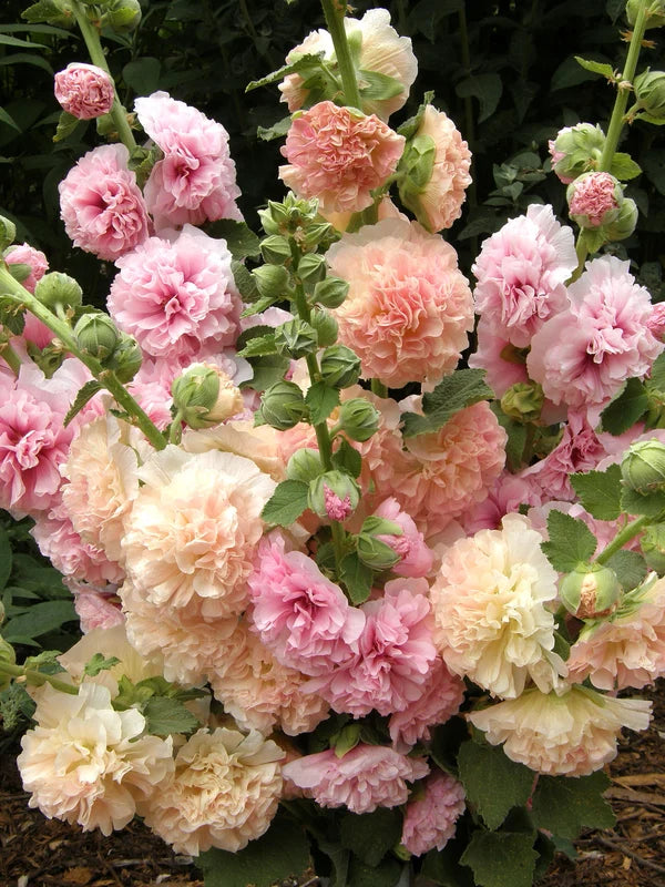 Hollyhock Apricot-Peach Parfait - Renee's Garden