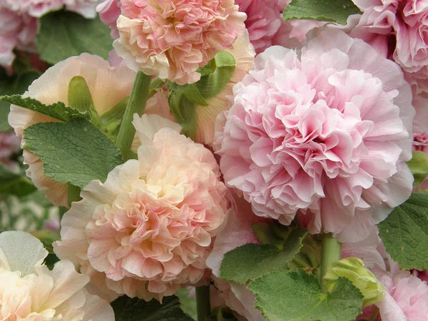 Hollyhock Apricot-Peach Parfait - Renee's Garden