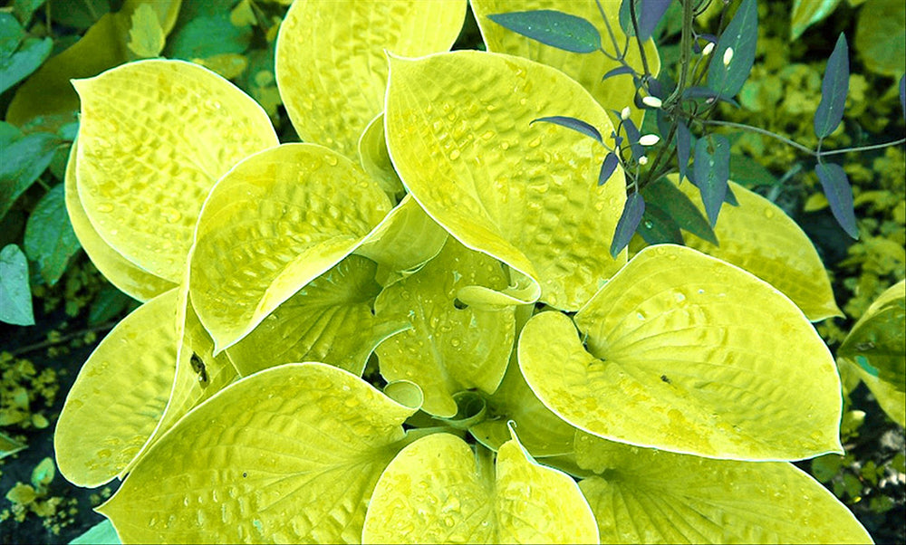 Hosta - Maui Buttercups, 1 Pack
