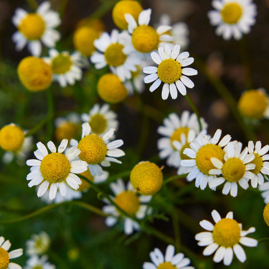 Chamomile German - Burpee Seeds