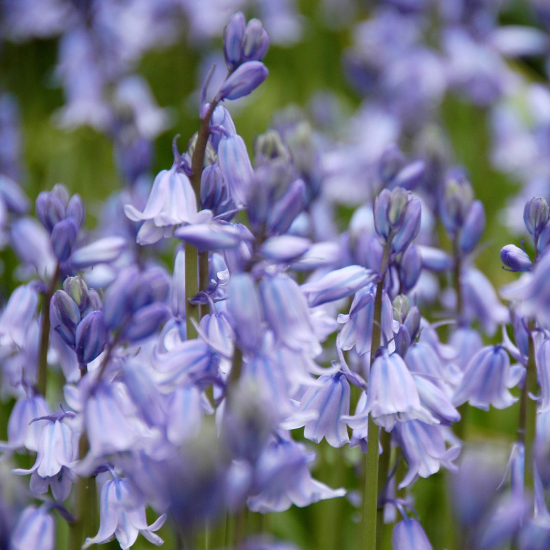 Scilla Campanulata - Blue Spanish Bluebell, 10 Pack