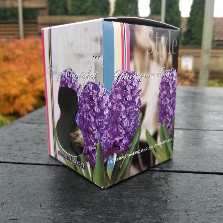 Hyacinths - With Glass Kit