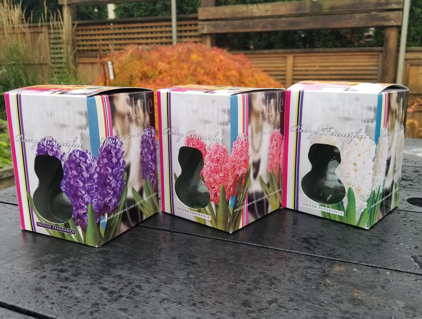 Hyacinths - With Glass Kit
