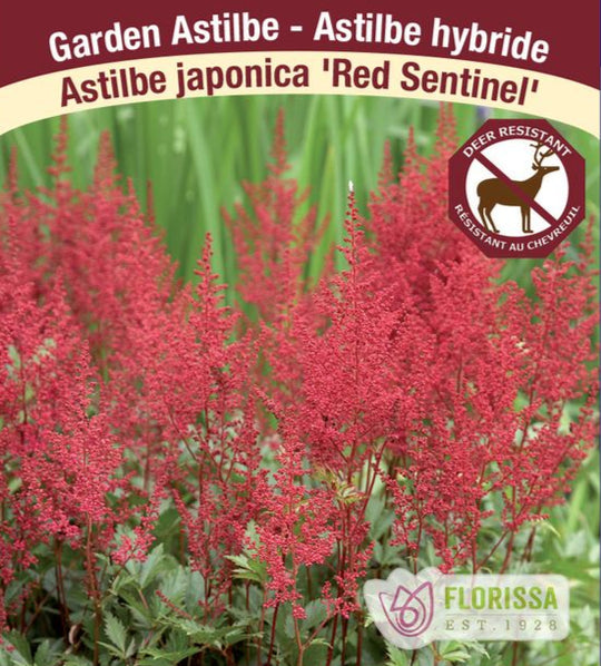 Astilbe - Red Sentinel, 1 Pack