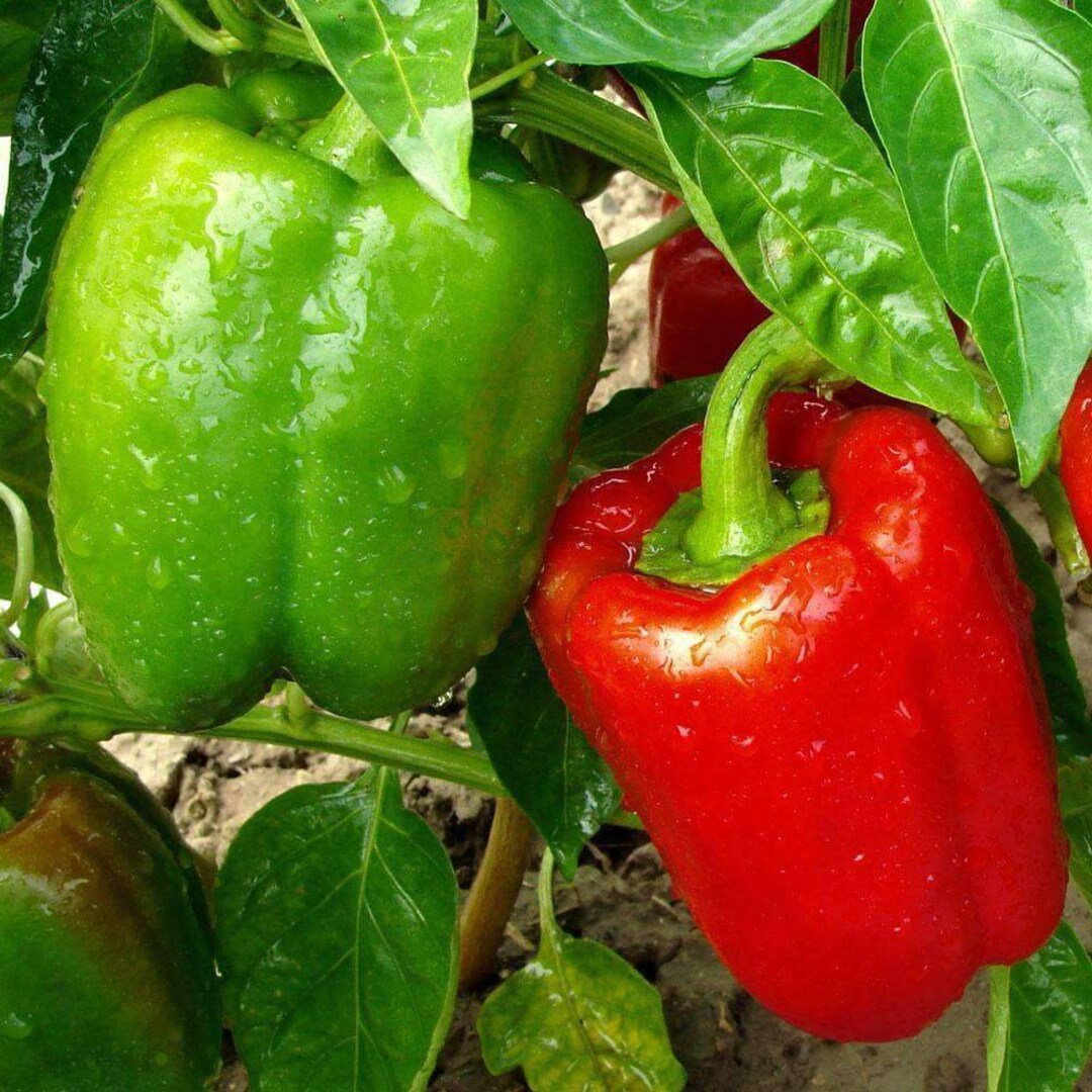 Pepper California Wonder - Burpee Seeds