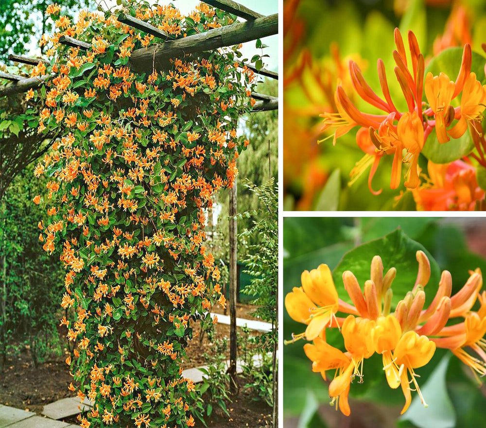 Lonicera Mandarin