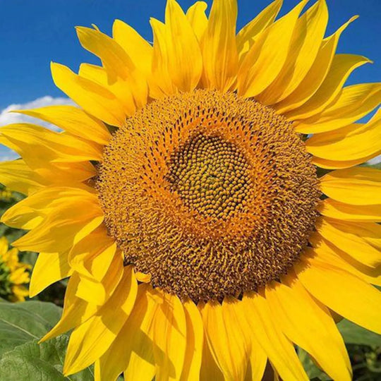 Organic Sunflower Mammoth - Burpee Seeds