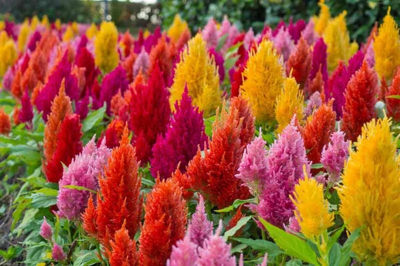 Celosia Pampas Plume - Pacific Northwest Seeds
