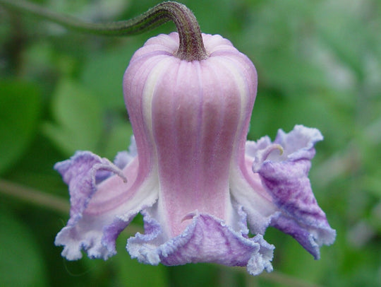 Clematis Crispa