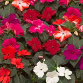 Impatiens Imara XDR Mixed - Ontario Seed Company