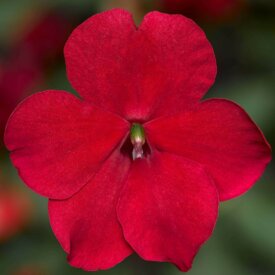 Impatiens Imara XDR Red - Ontario Seed Company