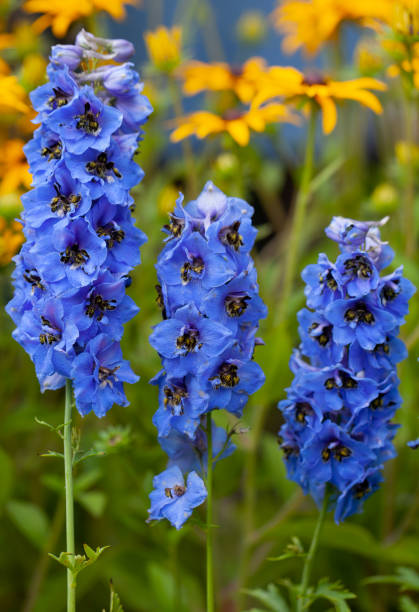 Delphinium - Magic Fountains Dark Blue/Dark Bee, 1 Pack