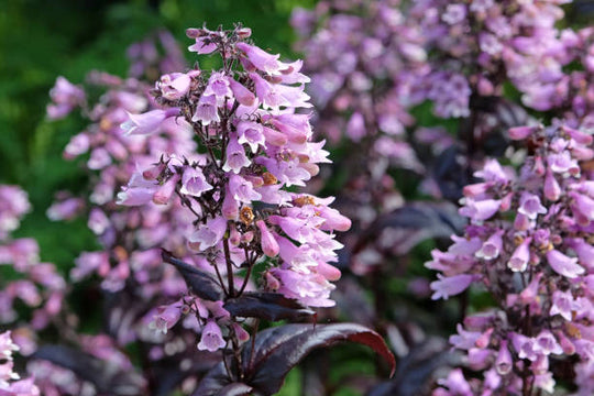 Penstemon - Dakota Burgundy, 1 Pack