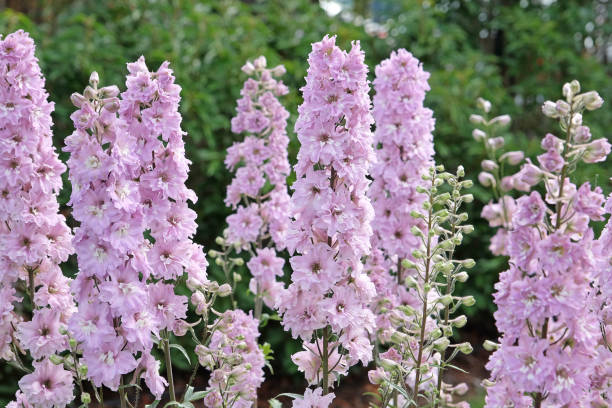 Delphinium - Magic Fountains Pink, 1 Pack