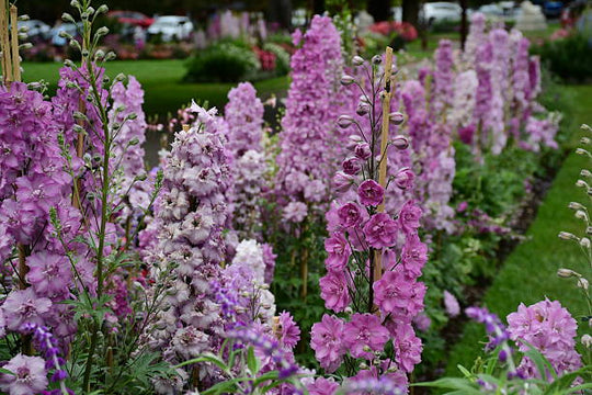 Delphinium - Magic Fountains Pink, 1 Pack