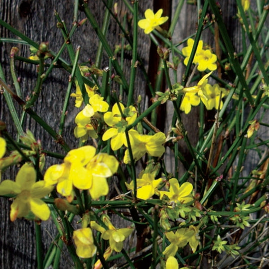 Jasmine Nudiflorum