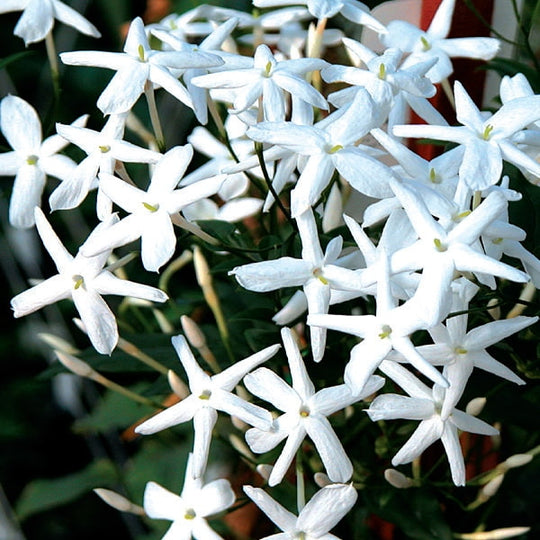 Jasmine Officinale