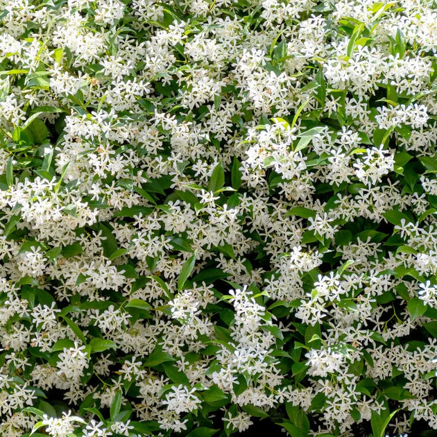 Jasmine Officinale