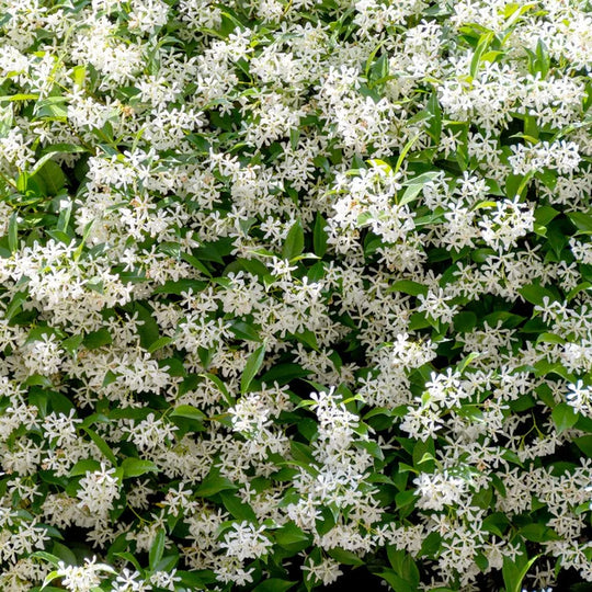 Jasmine Officinale