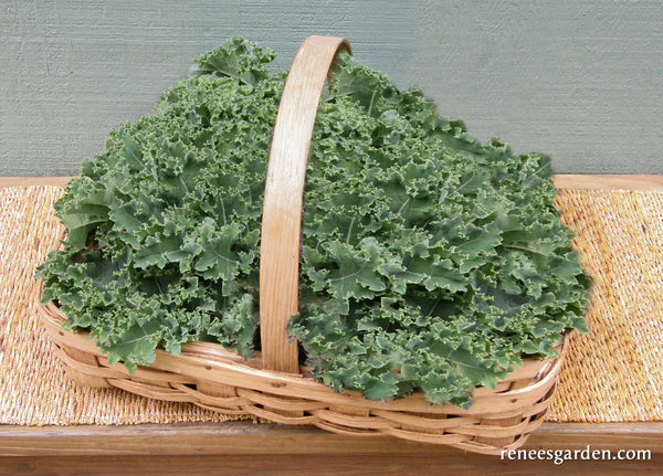 Kale Dutch Darkibor - Renee's Garden