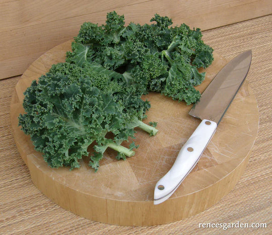 Kale Dutch Darkibor - Renee's Garden