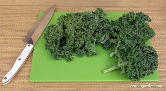 Kale Dutch Darkibor - Renee's Garden