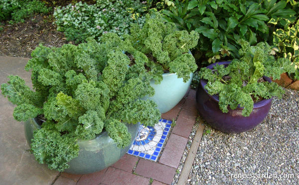Kale Green Curls - Renee's Garden