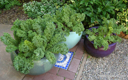 Kale Green Curls - Renee's Garden