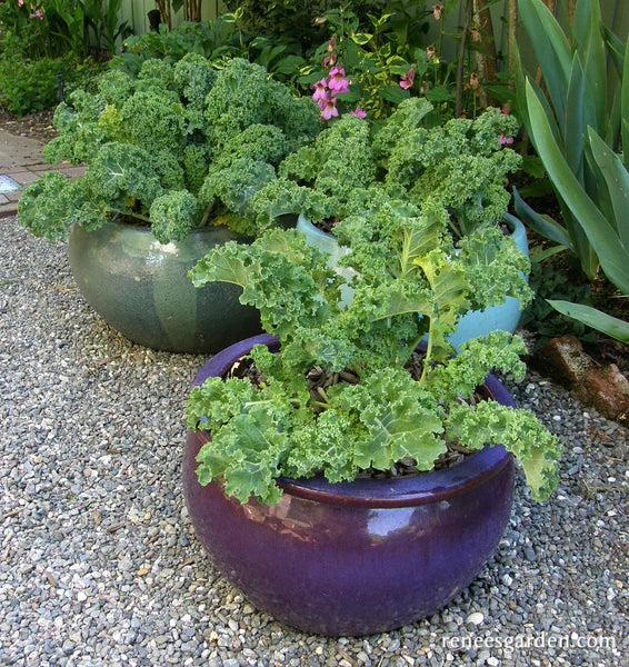 Kale Green Curls - Renee's Garden