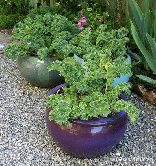 Kale Green Curls - Renee's Garden