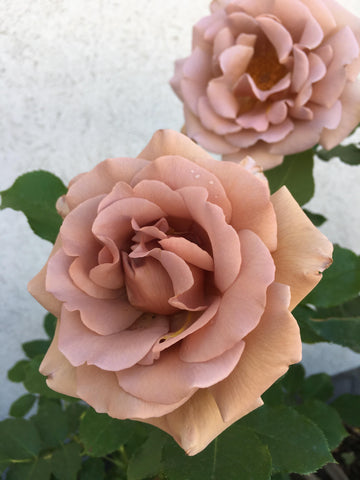 Koko Loko - Weeks Rose