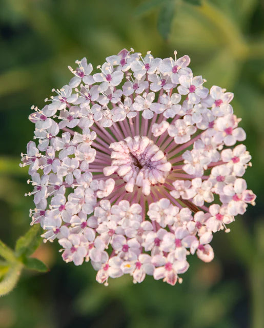 Didiscus Lace Pink - West Coast Seeds