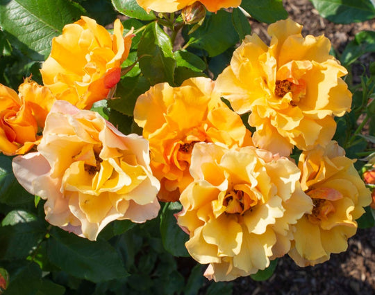 Tequila - Star Roses and Plants