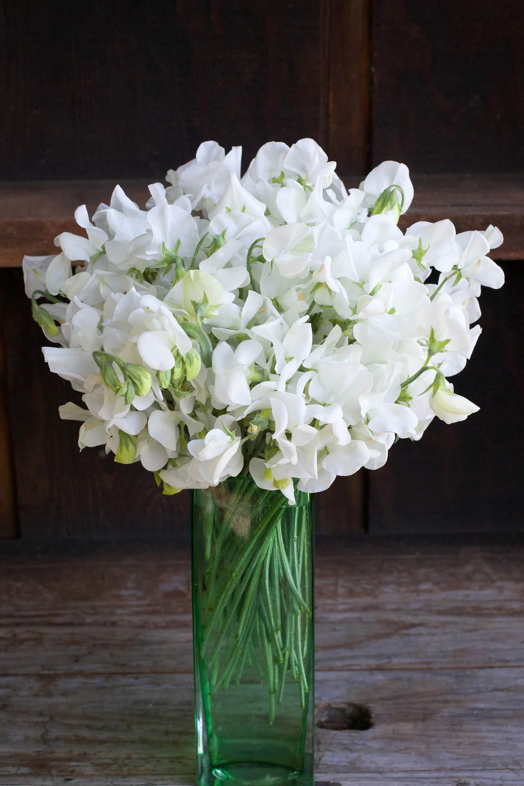 Sweet Pea Royal Wedding - Renee's Garden