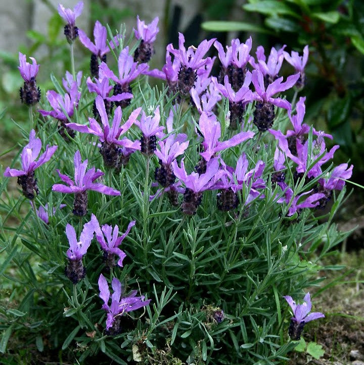 Lavender French - Pacific Northwest Seeds