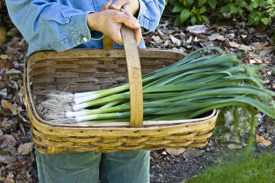 Leek Primor - Renee's Garden
