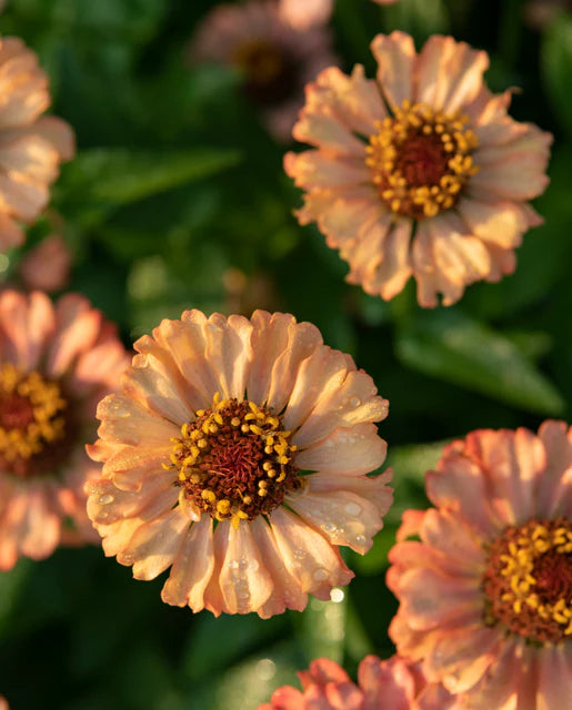 Zinnia Zinderella Peach - West Coast Seeds