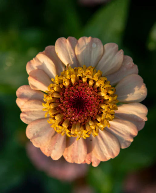 Zinnia Zinderella Peach - West Coast Seeds