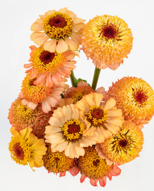 Zinnia Zinderella Peach - West Coast Seeds