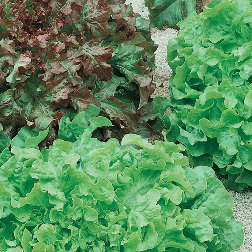 Organic Lettuce Salad Bowl Seed Tape - McKenzie Seeds