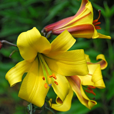 Lily, Trumpet - Golden Splendour