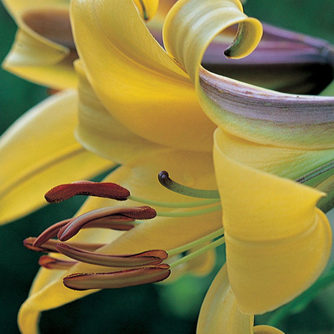 Lily, Trumpet - Golden Splendour